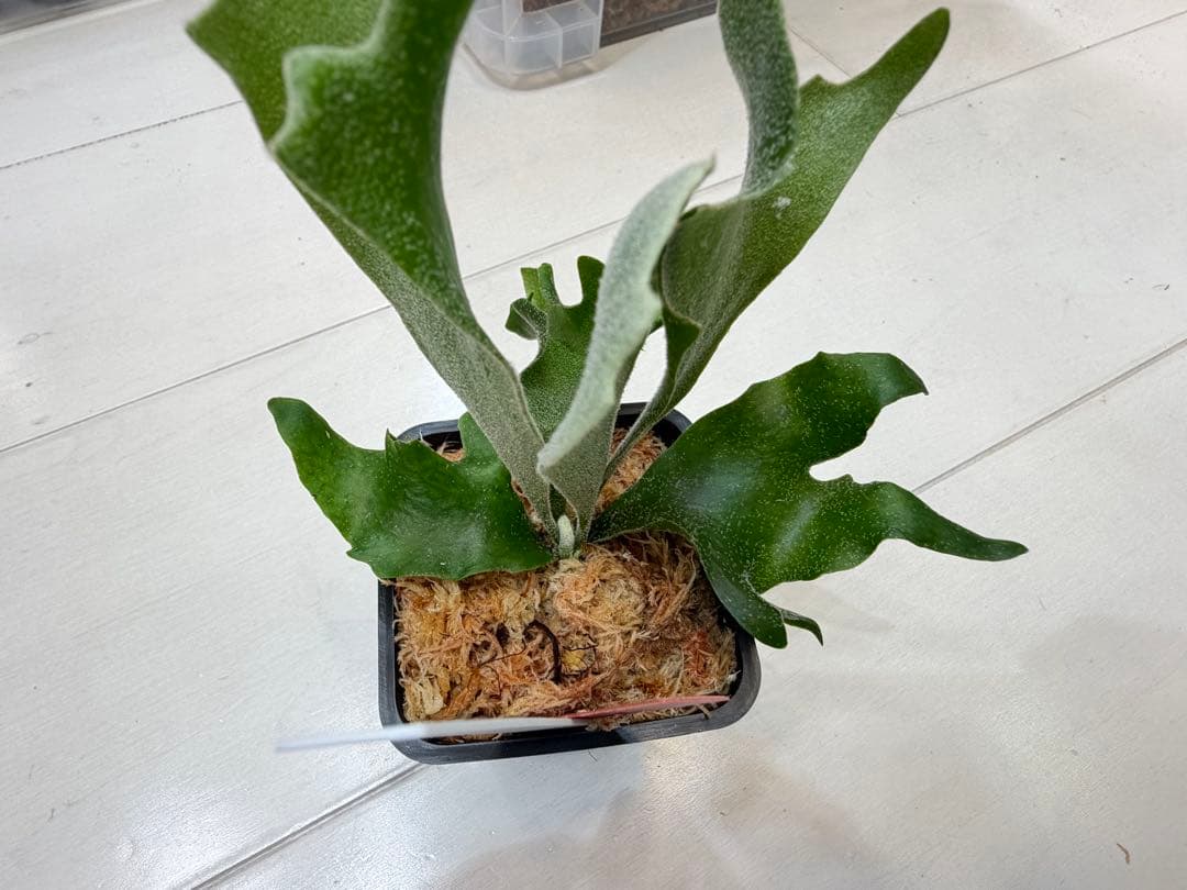 選抜 ロチャモ FSQ DeLaRocha × gizmo ミックスspore