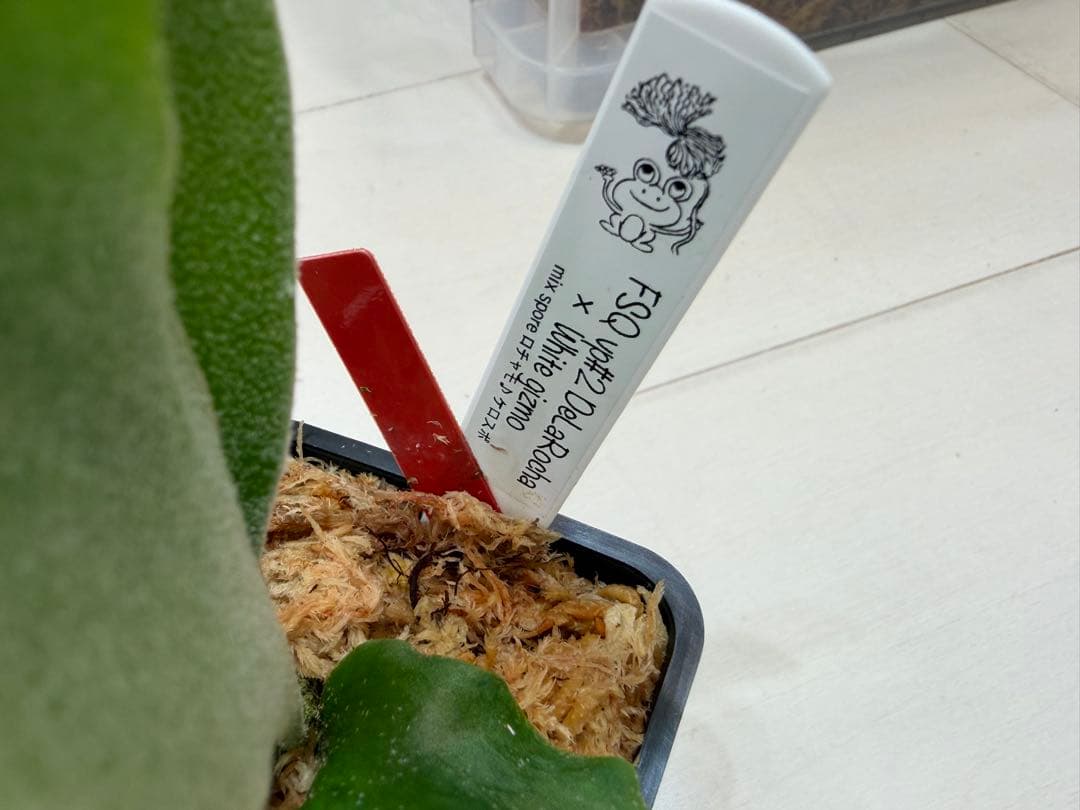 選抜 ロチャモ FSQ DeLaRocha × gizmo ミックスspore