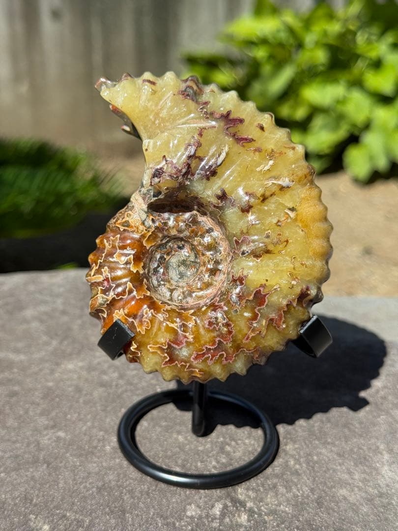 【美品】マダガスカル産アンモナイト 化石