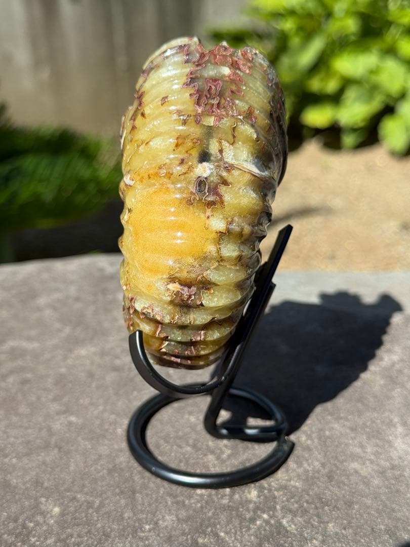 【美品】マダガスカル産アンモナイト 化石