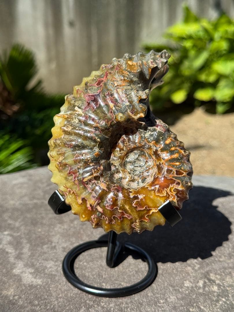 【美品】マダガスカル産アンモナイト 化石