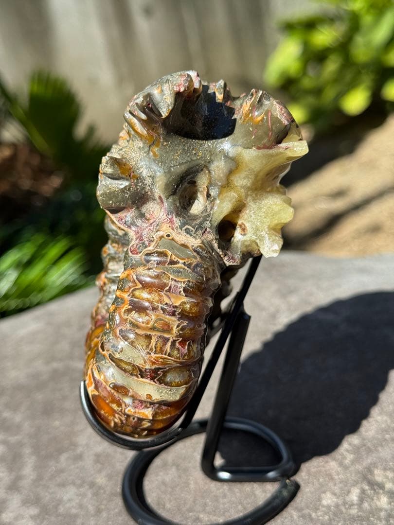 【美品】マダガスカル産アンモナイト 化石