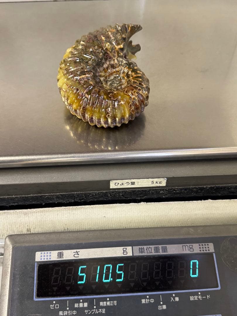 【美品】マダガスカル産アンモナイト 化石