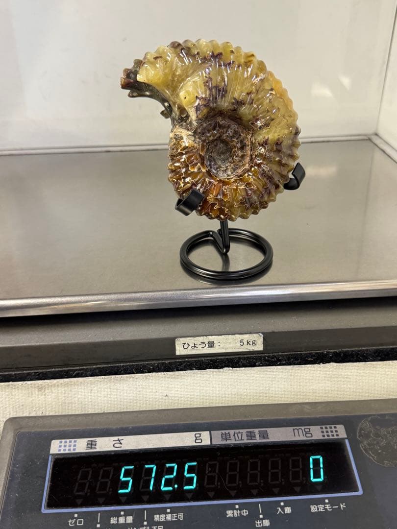 【美品】マダガスカル産アンモナイト 化石