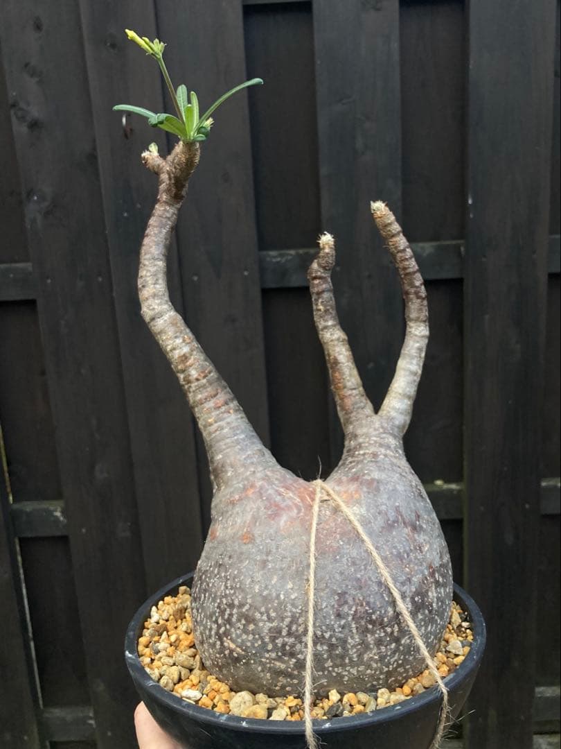 ◾️鉢ごとメルカリ便◾️グラキリスL