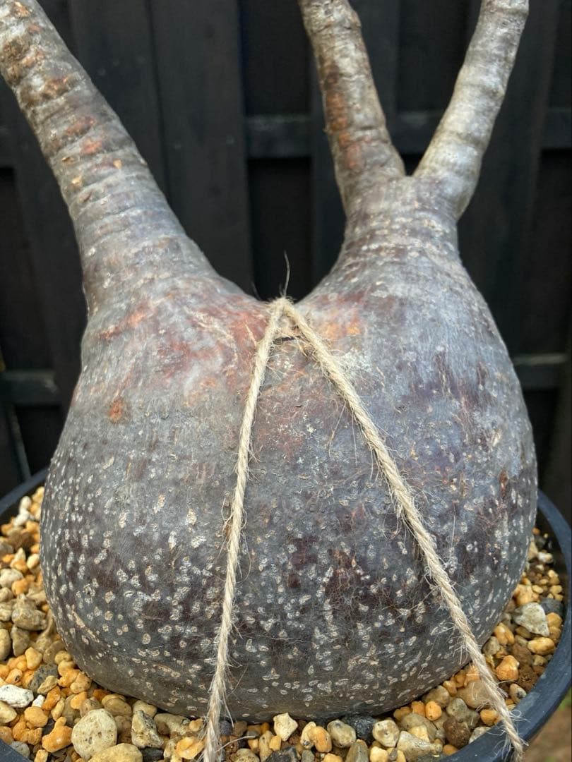 ◾️鉢ごとメルカリ便◾️グラキリスL