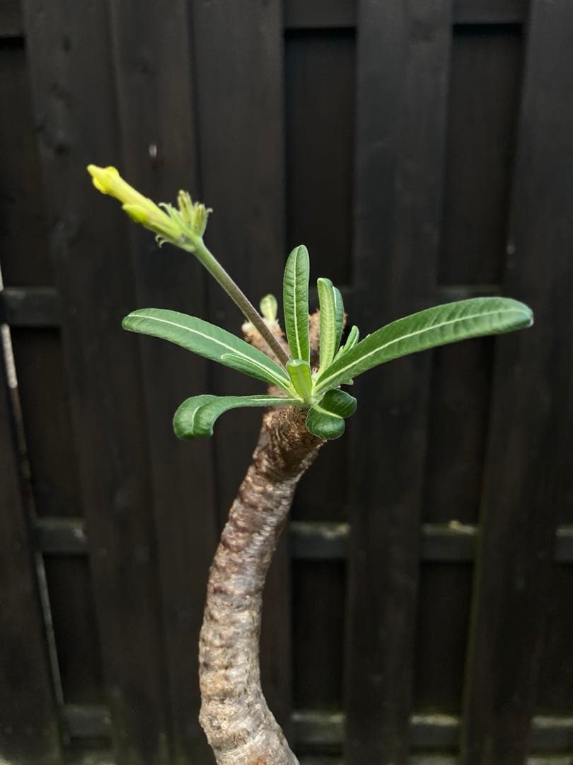 ◾️鉢ごとメルカリ便◾️グラキリスL