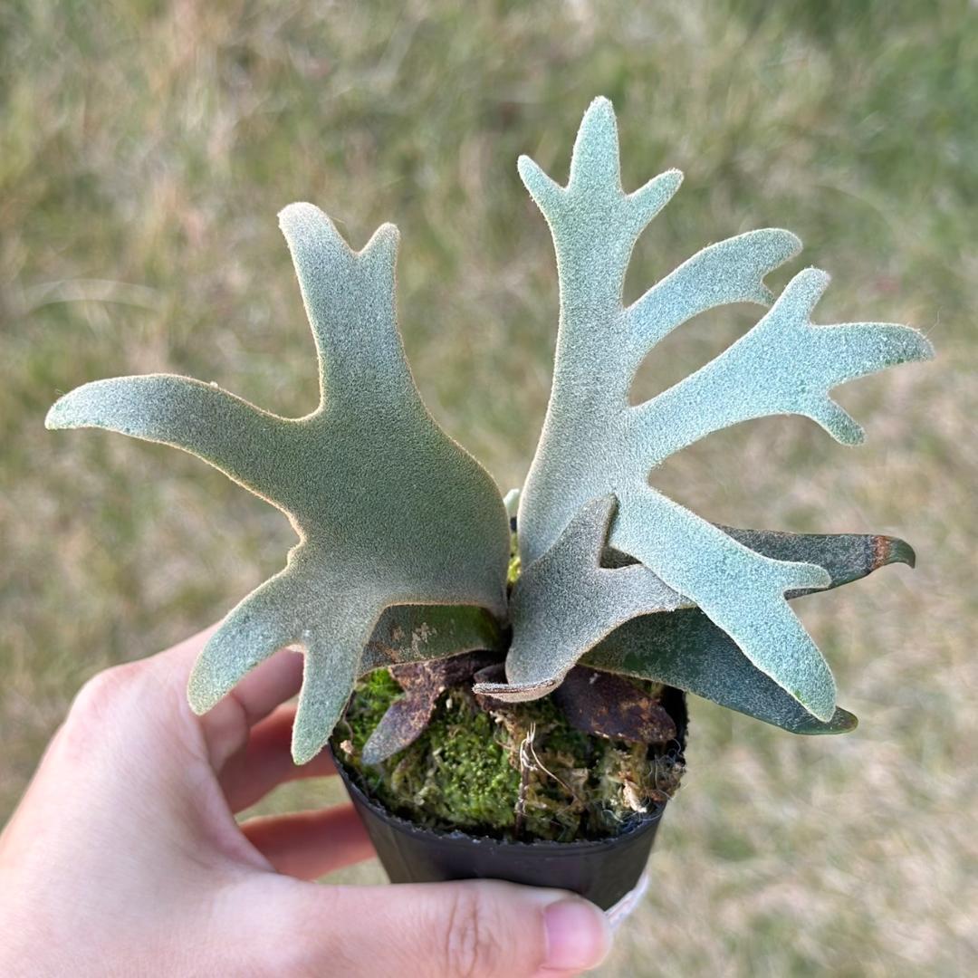 P. willinckii ’Jenny’ TC　2834