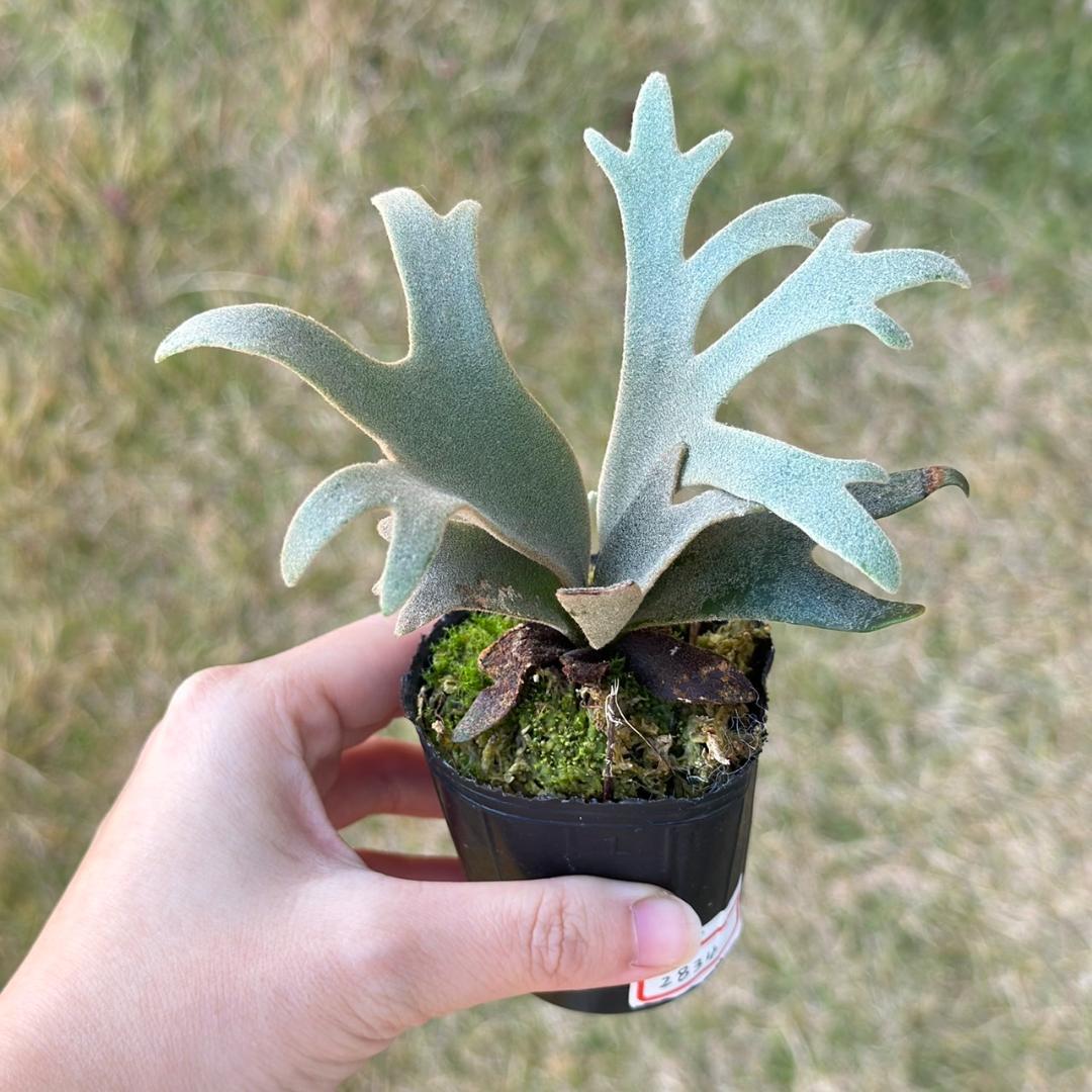 P. willinckii ’Jenny’ TC　2834