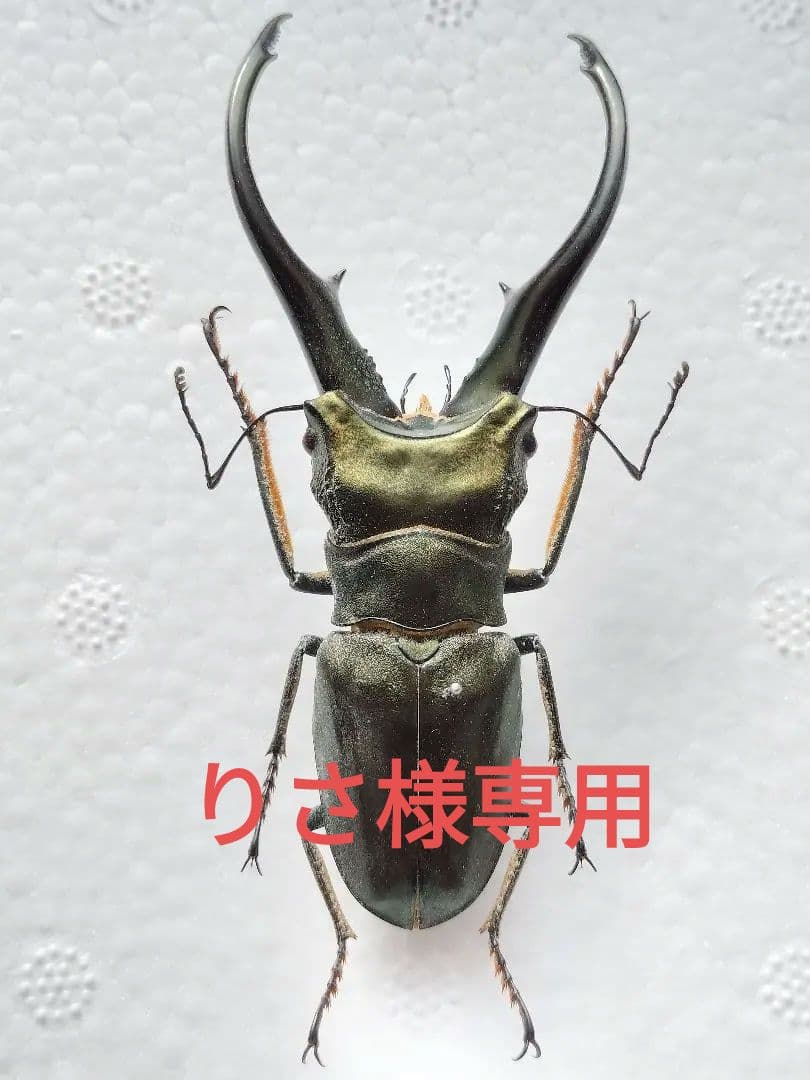 特大モンギローニホソアカクワガタ標本（超貴重）