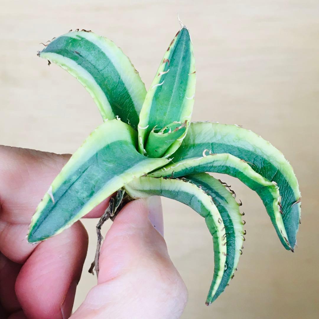 【稀少】2-30 オーレアヘイロー 永久黄覆輪斑 TC株 アガベ チタノタ錦