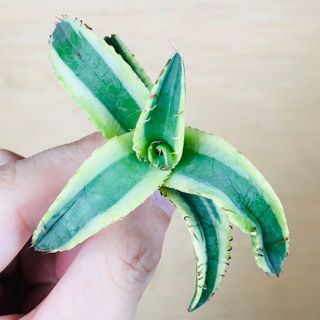 【稀少】2-30 オーレアヘイロー 永久黄覆輪斑 TC株 アガベ チタノタ錦