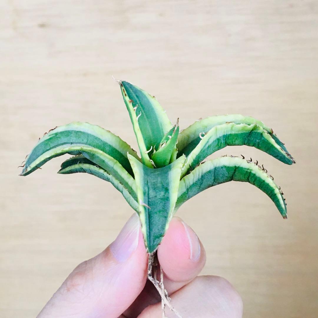 【稀少】2-30 オーレアヘイロー 永久黄覆輪斑 TC株 アガベ チタノタ錦