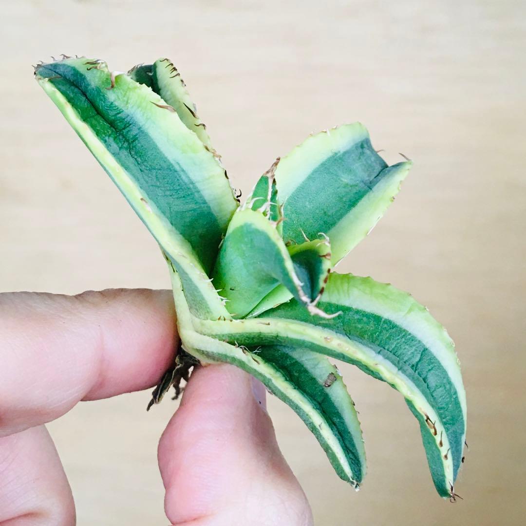 【稀少】2-30 オーレアヘイロー 永久黄覆輪斑 TC株 アガベ チタノタ錦