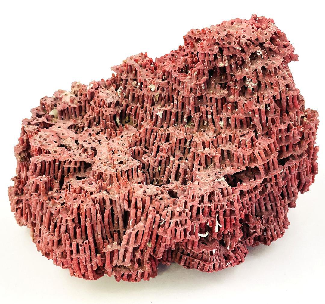 稀少 天然 赤珊瑚 原石 結晶 鉱物標本 パイプオルガン珊瑚 アクアリウム
