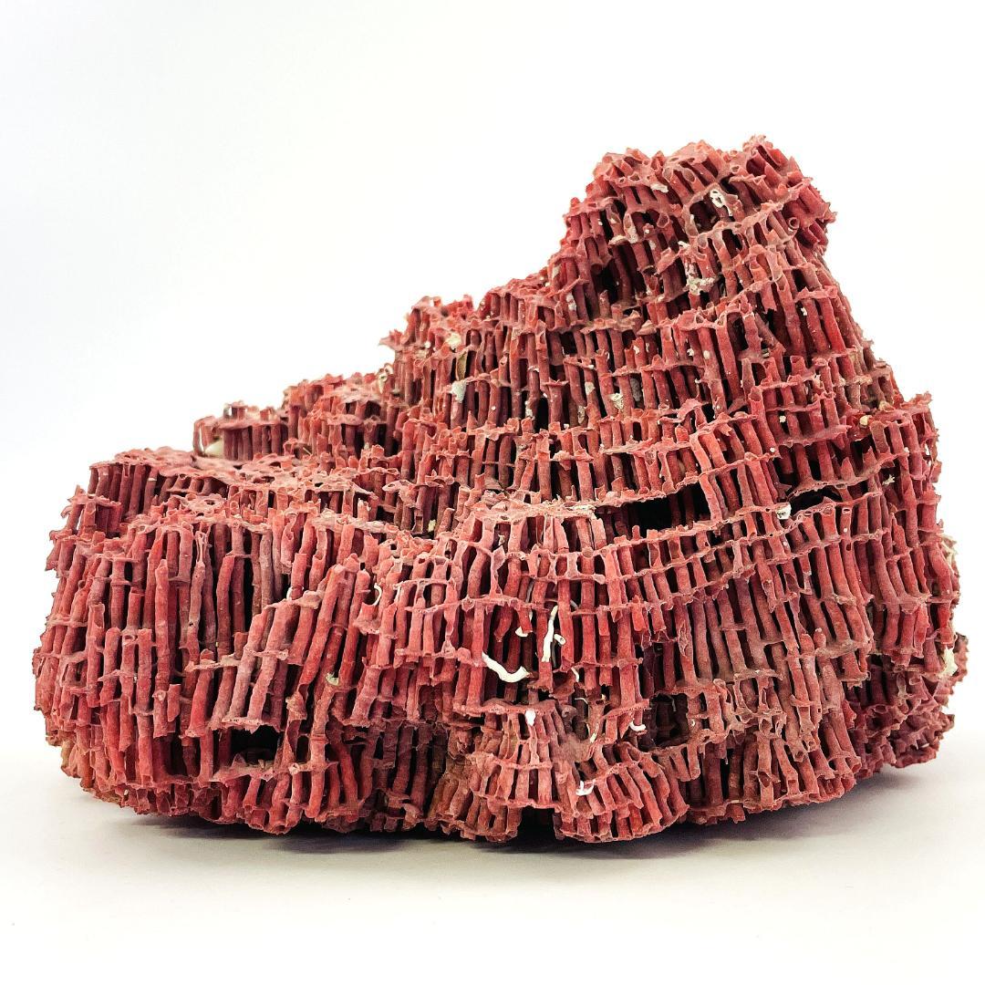 稀少 天然 赤珊瑚 原石 結晶 鉱物標本 パイプオルガン珊瑚 アクアリウム