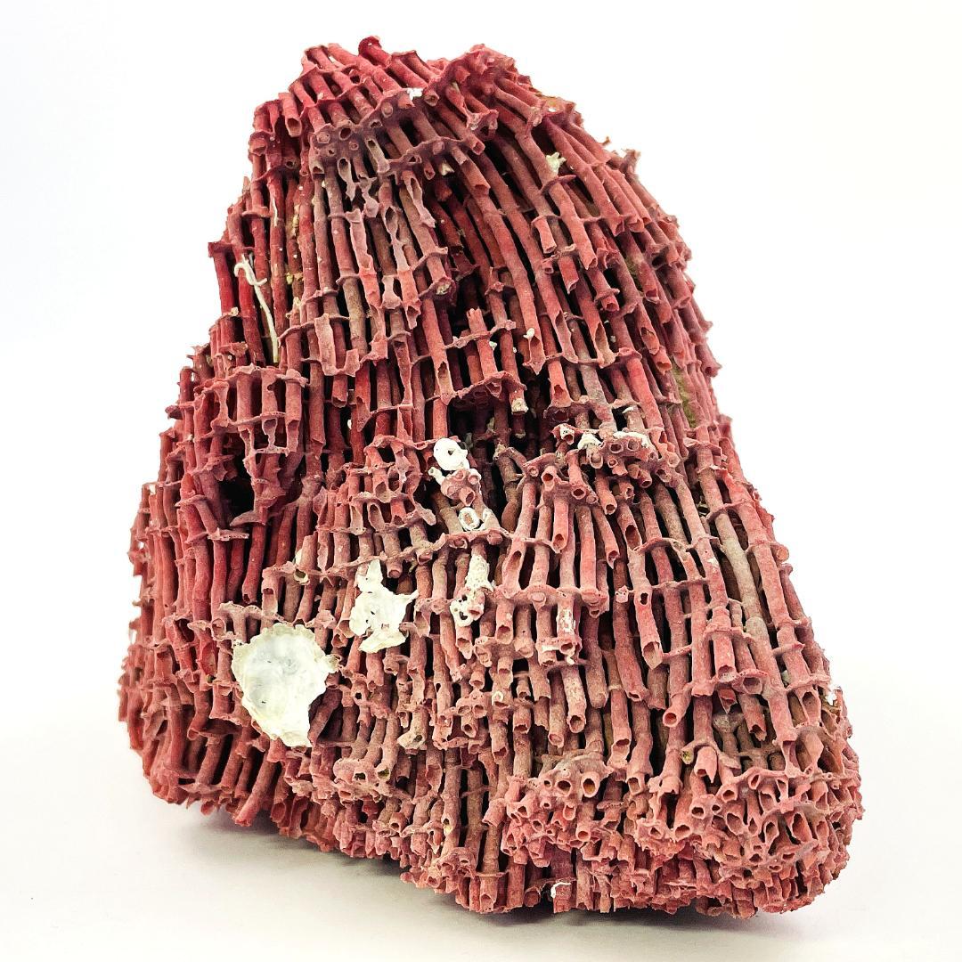 稀少 天然 赤珊瑚 原石 結晶 鉱物標本 パイプオルガン珊瑚 アクアリウム