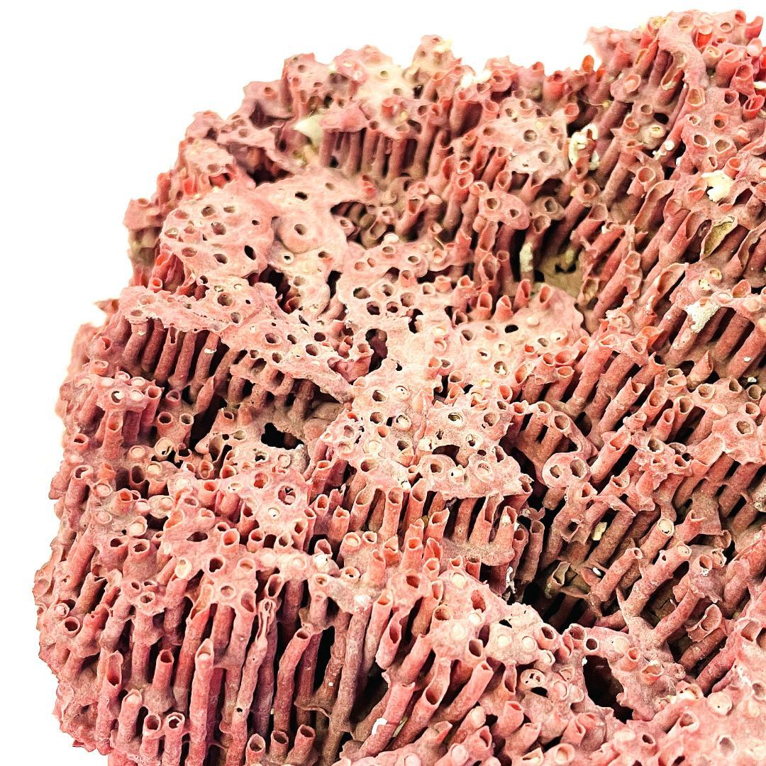 稀少 天然 赤珊瑚 原石 結晶 鉱物標本 パイプオルガン珊瑚 アクアリウム