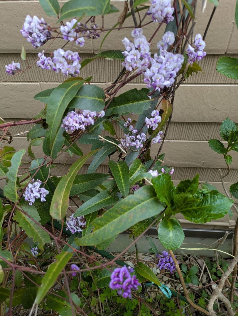 もちゃ様ご確認画像