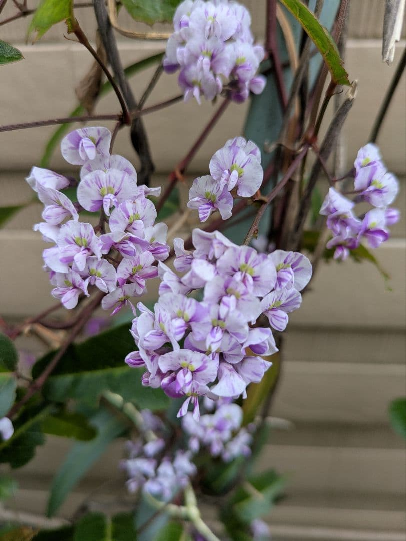 もちゃ様ご確認画像