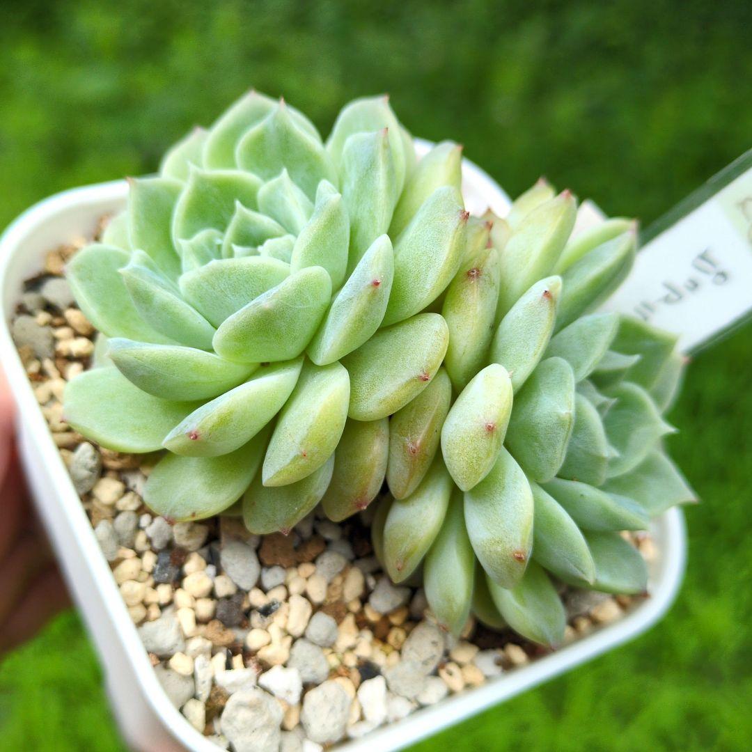 64. 多肉植物 ピュアラブ 800円【抜き苗】