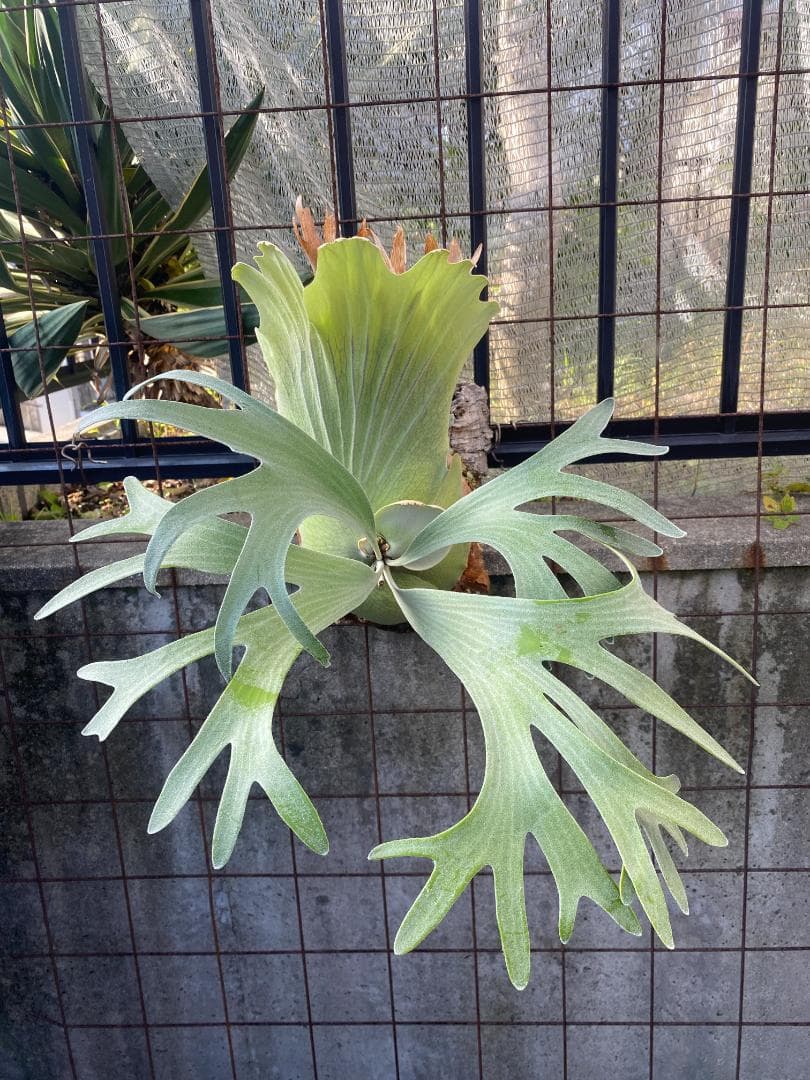 k*n様 バンナ＃Ａ　大株　子株付き　11/1