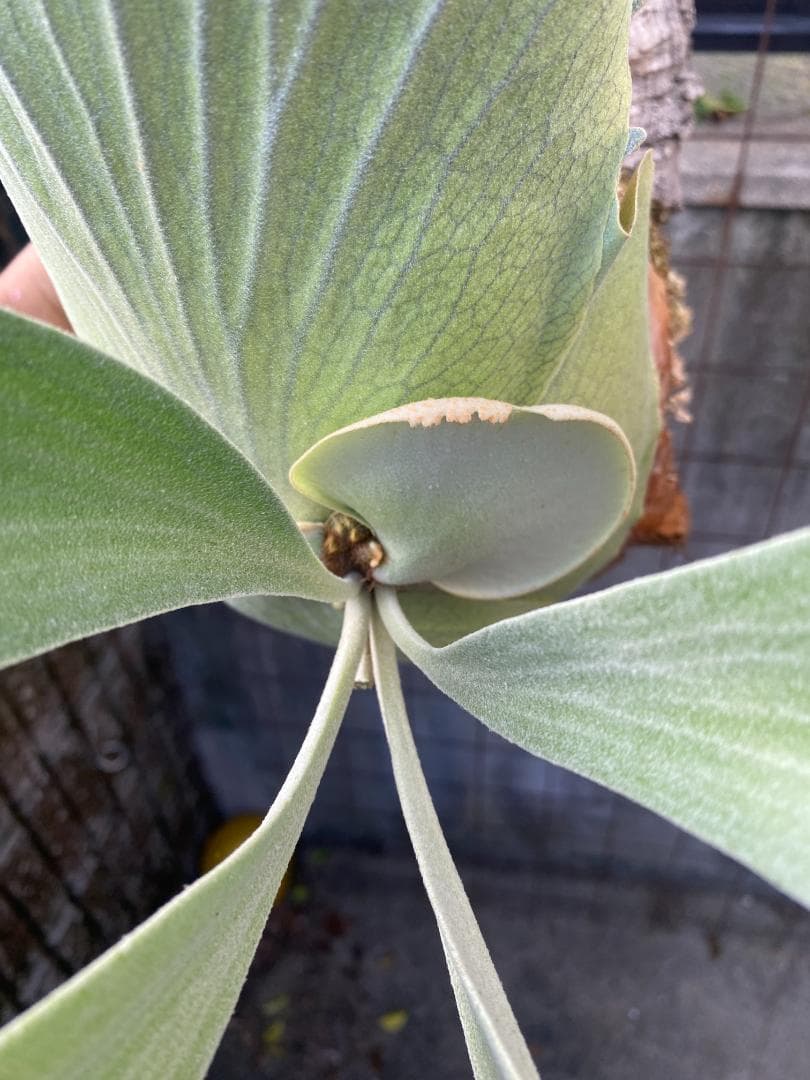 k*n様 バンナ＃Ａ　大株　子株付き　11/1