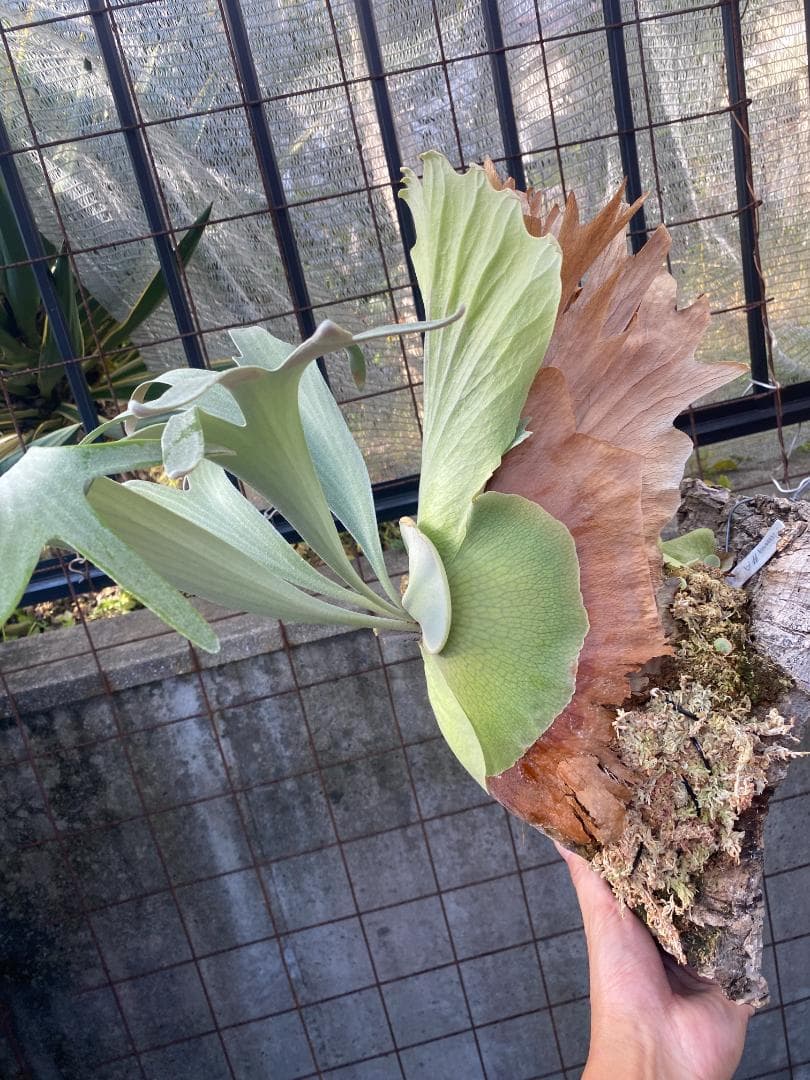 k*n様 バンナ＃Ａ　大株　子株付き　11/1