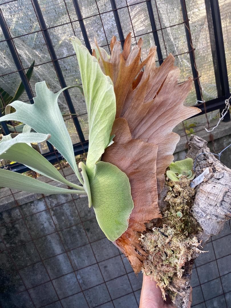 k*n様 バンナ＃Ａ　大株　子株付き　11/1