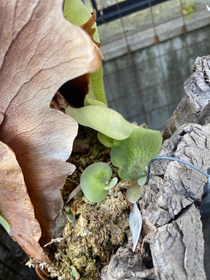 k*n様 バンナ＃Ａ　大株　子株付き　11/1