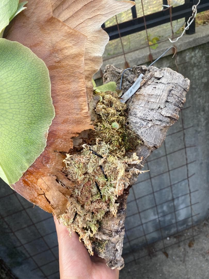 k*n様 バンナ＃Ａ　大株　子株付き　11/1