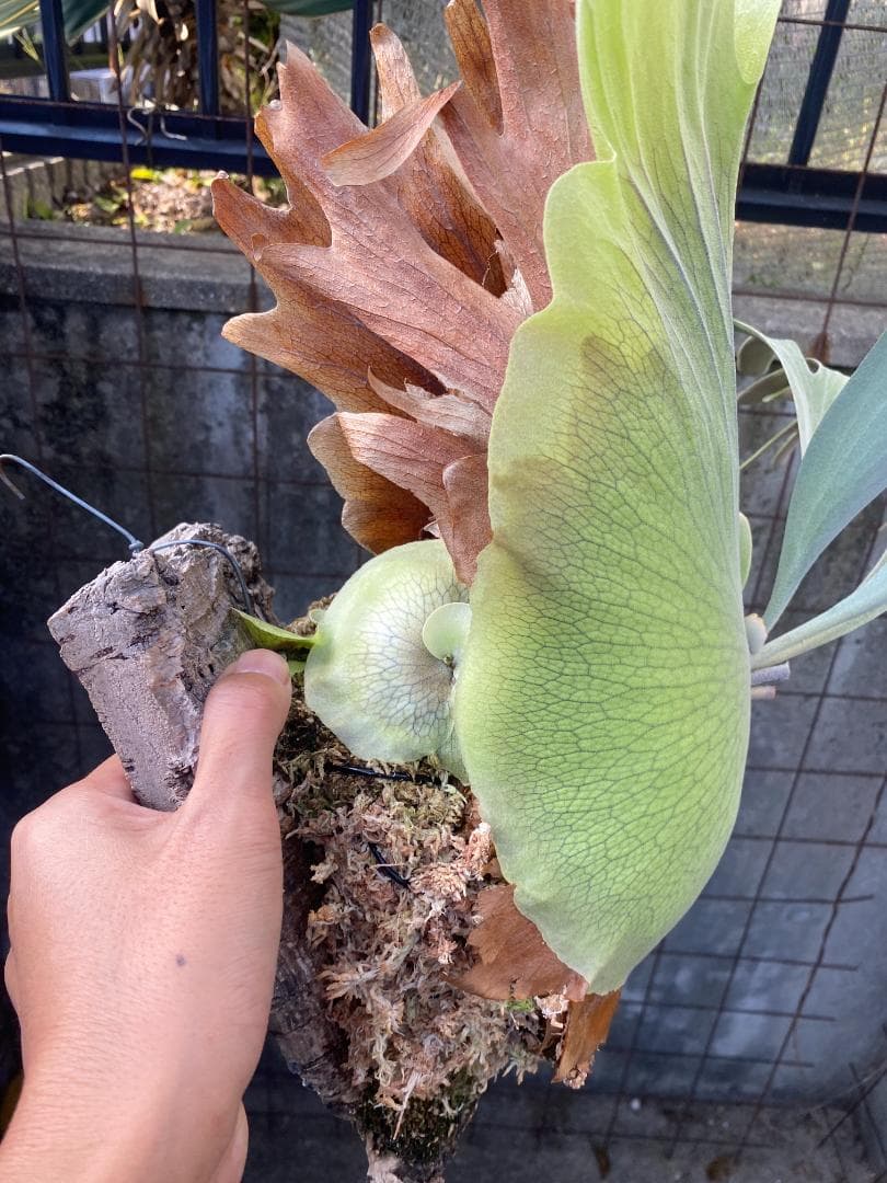 k*n様 バンナ＃Ａ　大株　子株付き　11/1