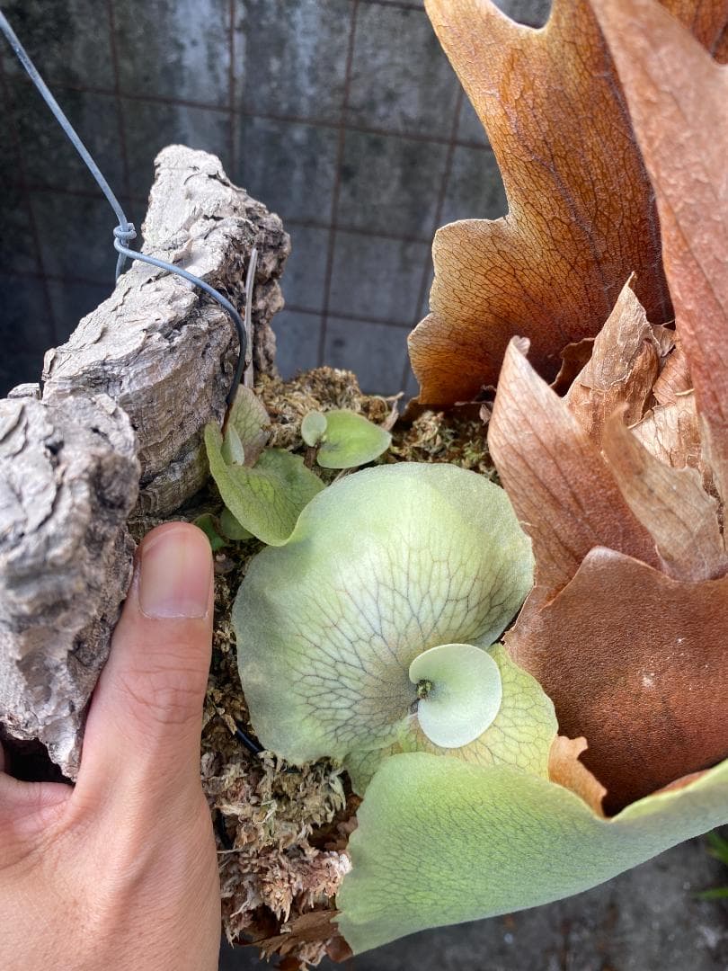 k*n様 バンナ＃Ａ　大株　子株付き　11/1