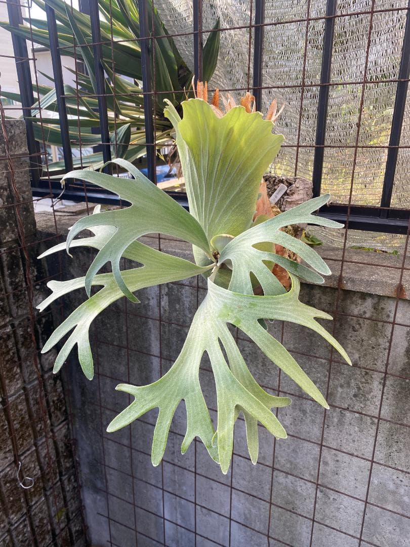 k*n様 バンナ＃Ａ　大株　子株付き　11/1