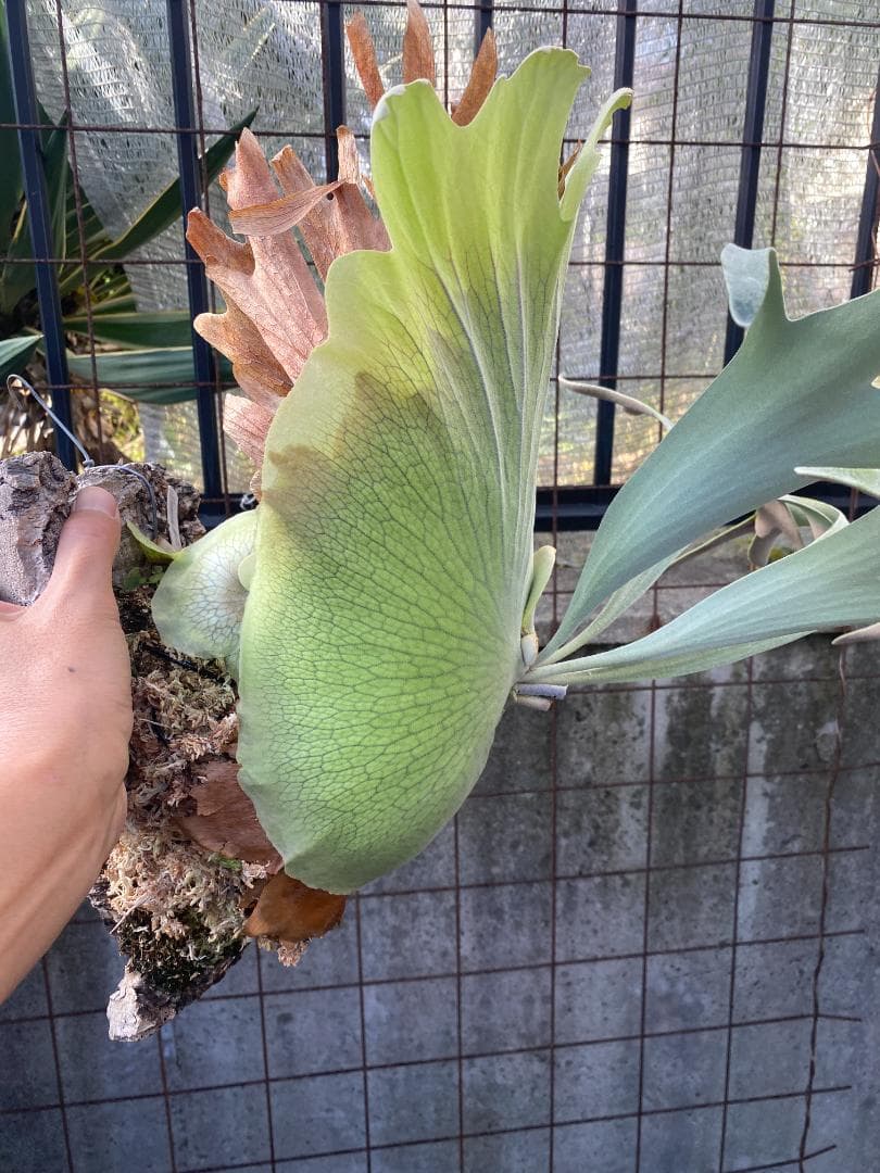 k*n様 バンナ＃Ａ　大株　子株付き　11/1