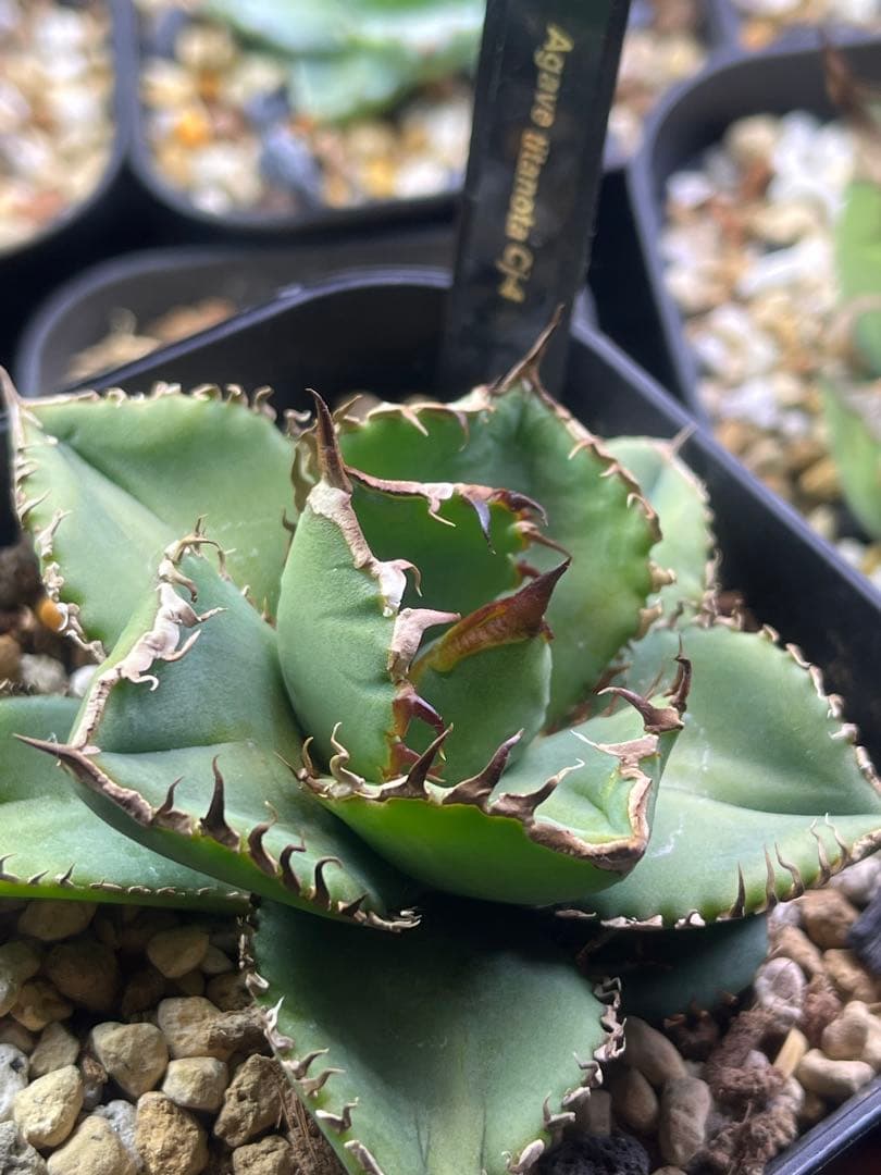 アガベ チタノタCJ plants産　CJ4