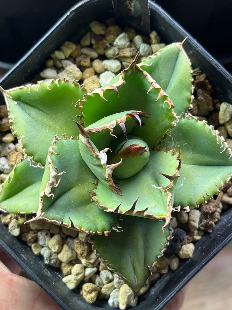 アガベ チタノタCJ plants産　CJ4