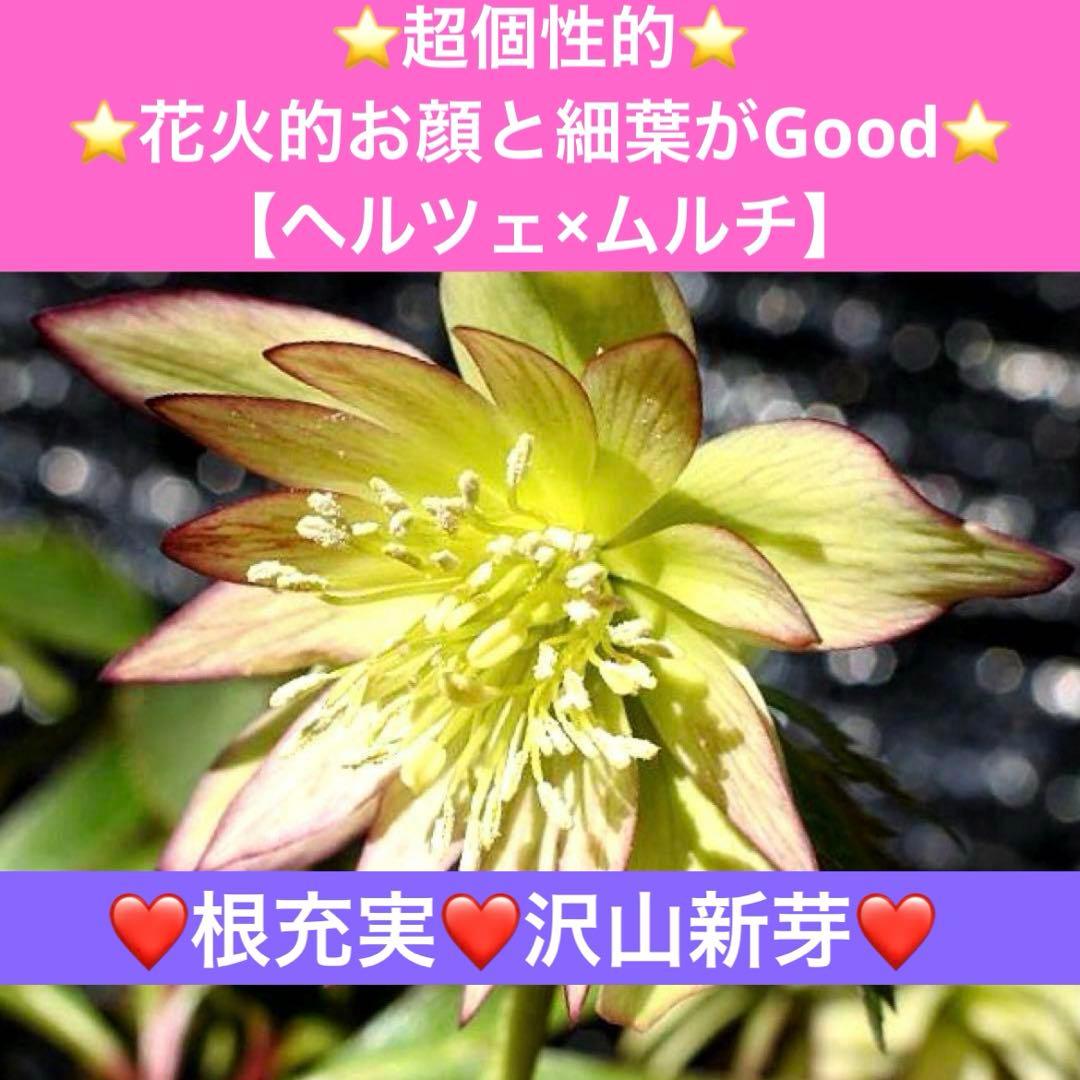 ま*ん様 ❤️根充実❤️沢山新芽❤️717超個性的⭐️花火的お顔と細葉がGood