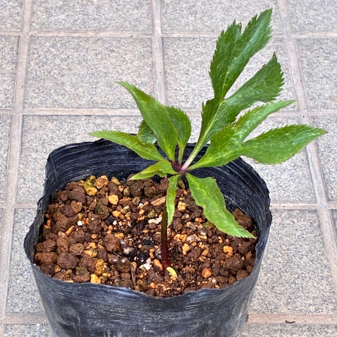 ま*ん様 ❤️根充実❤️沢山新芽❤️717超個性的⭐️花火的お顔と細葉がGood