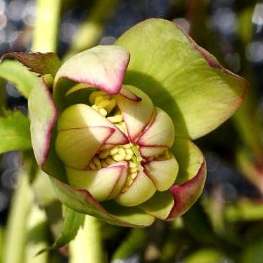 ま*ん様 ❤️根充実❤️沢山新芽❤️717超個性的⭐️花火的お顔と細葉がGood