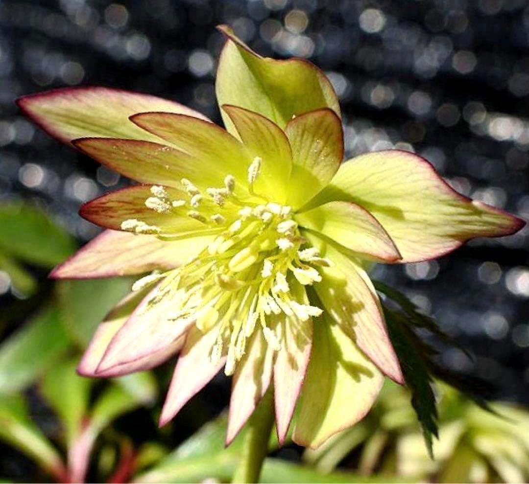 ま*ん様 ❤️根充実❤️沢山新芽❤️717超個性的⭐️花火的お顔と細葉がGood