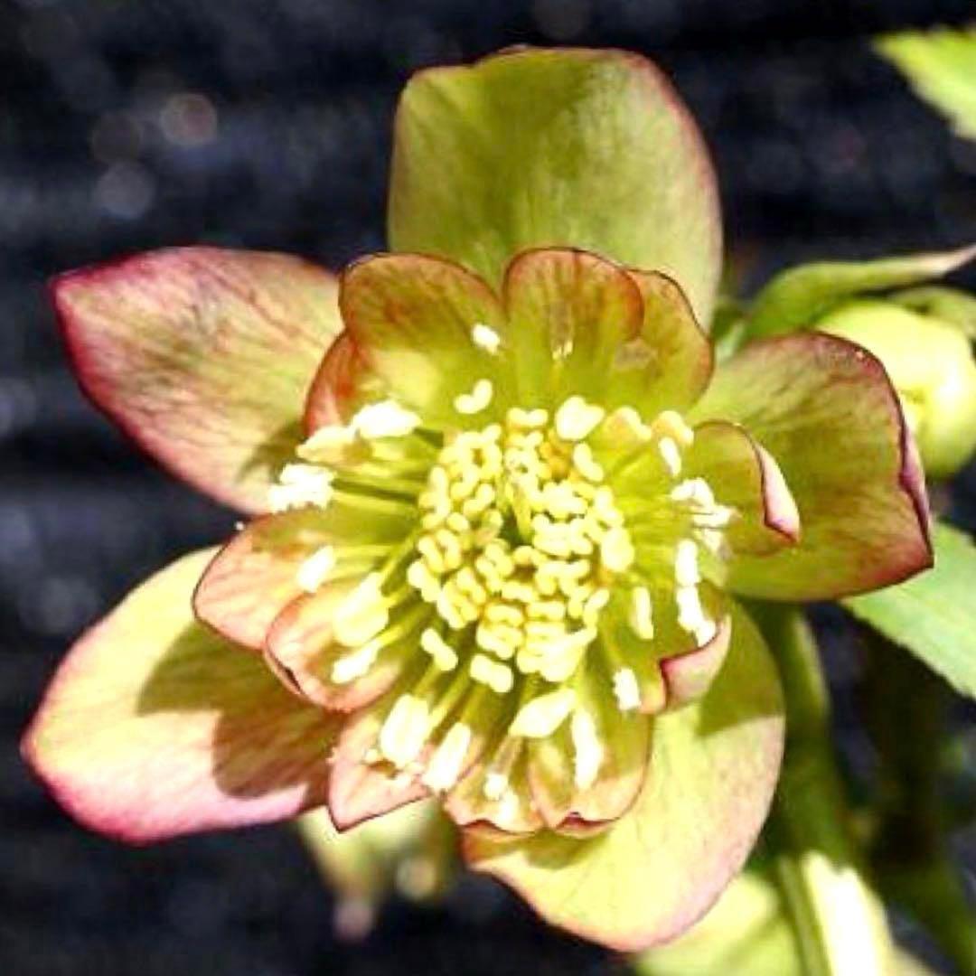 ま*ん様 ❤️根充実❤️沢山新芽❤️717超個性的⭐️花火的お顔と細葉がGood