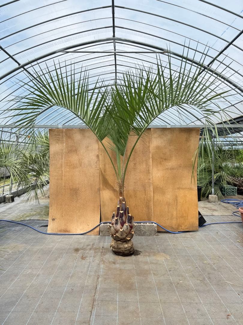 ココスヤシシルバーリーフ【極太】葉先270cm幹回り110cm 幹高60cm