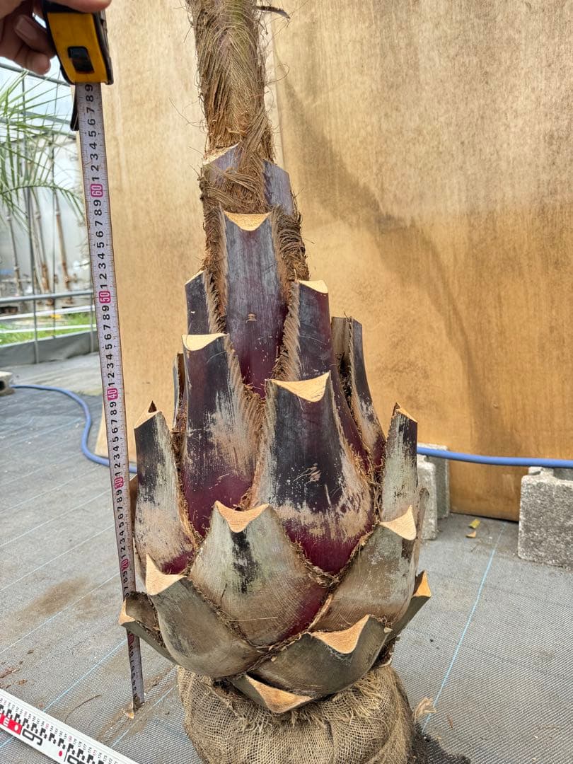 ココスヤシシルバーリーフ【極太】葉先270cm幹回り110cm 幹高60cm