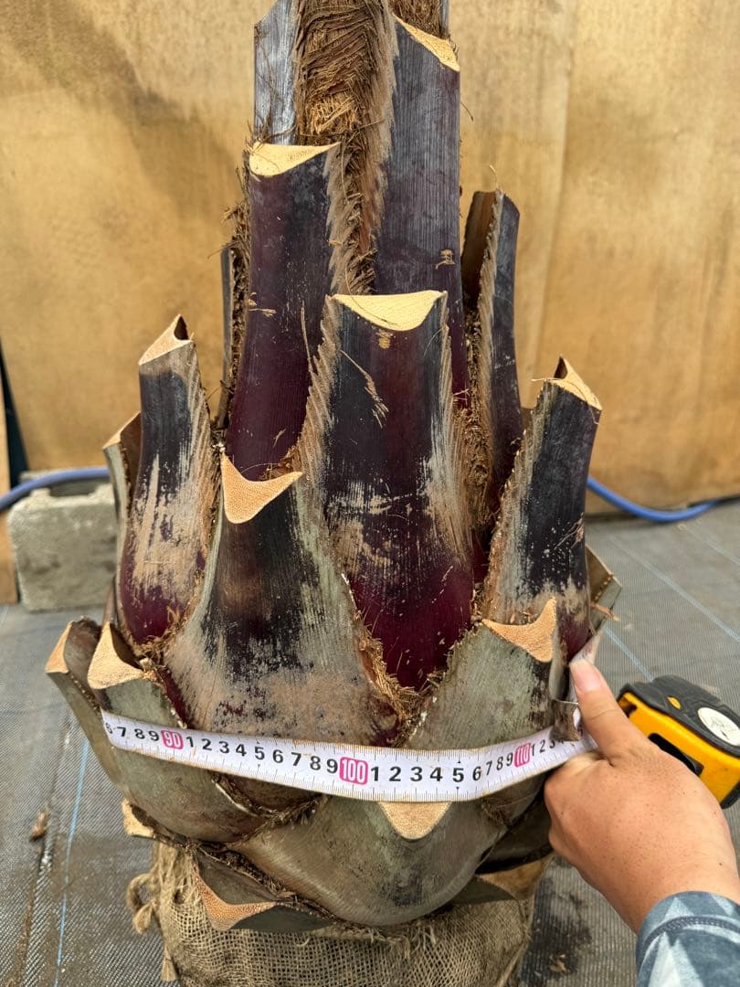 ココスヤシシルバーリーフ【極太】葉先270cm幹回り110cm 幹高60cm