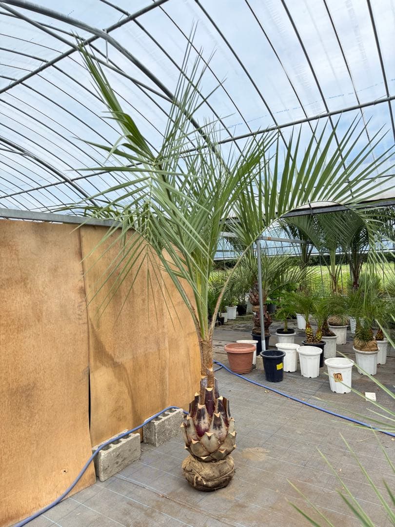 ココスヤシシルバーリーフ【極太】葉先270cm幹回り110cm 幹高60cm