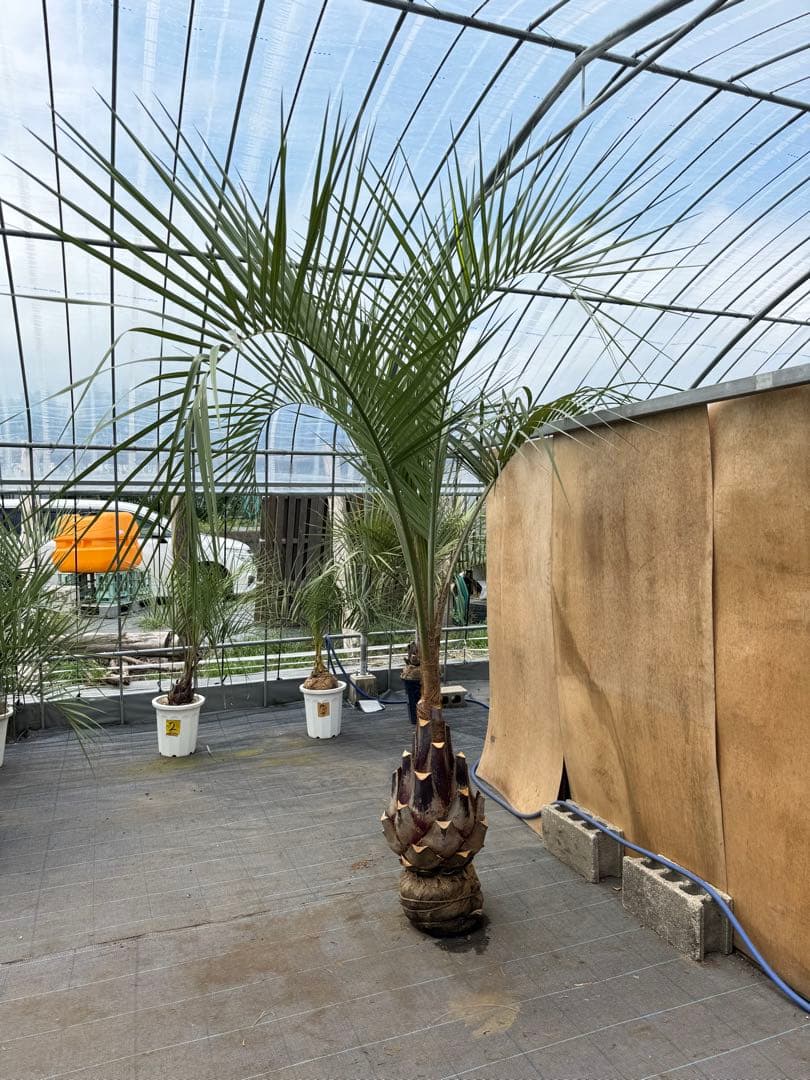 ココスヤシシルバーリーフ【極太】葉先270cm幹回り110cm 幹高60cm