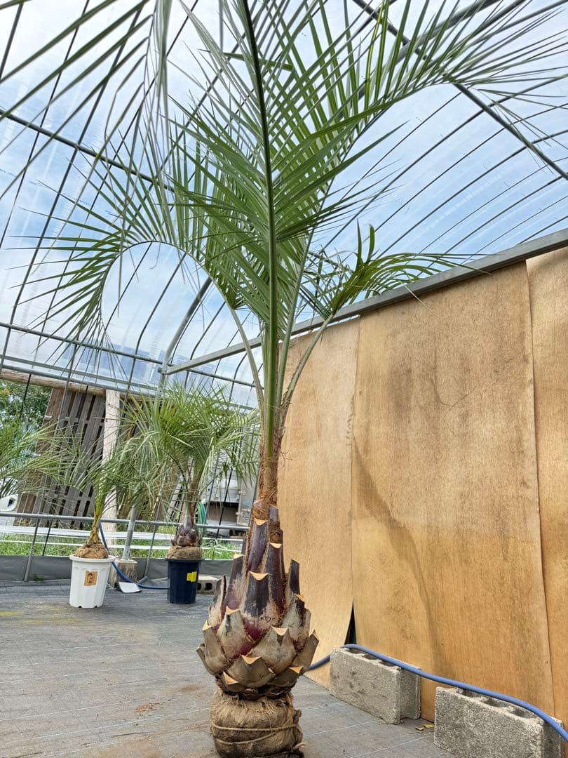 ココスヤシシルバーリーフ【極太】葉先270cm幹回り110cm 幹高60cm