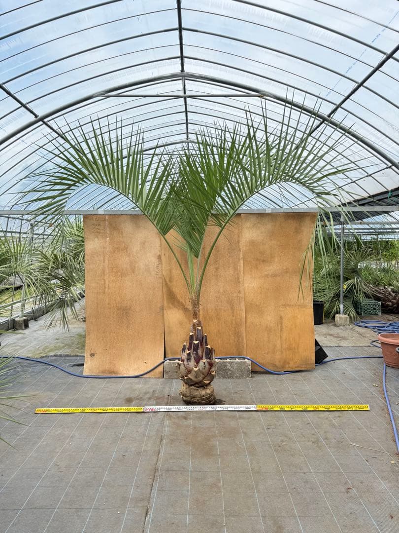 ココスヤシシルバーリーフ【極太】葉先270cm幹回り110cm 幹高60cm