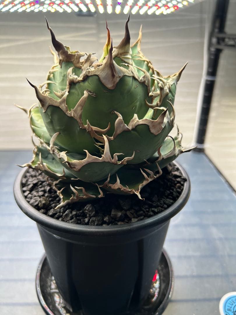 アガベ シーザー